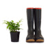 4" Fern Delta Maidenhair plant photo