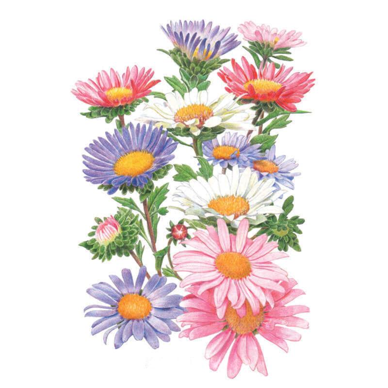 Aster china blend seed packet seed packet photo
