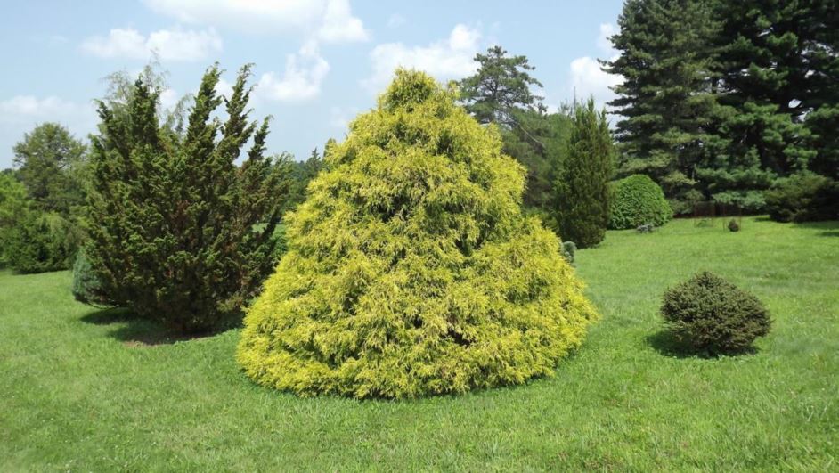 False Cypress &