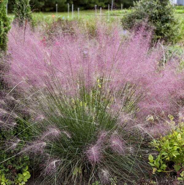 Grass Muhlenbergia Undaunted 1 gal plant photo