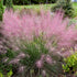 Grass Muhlenbergia Undaunted 1 gal plant photo