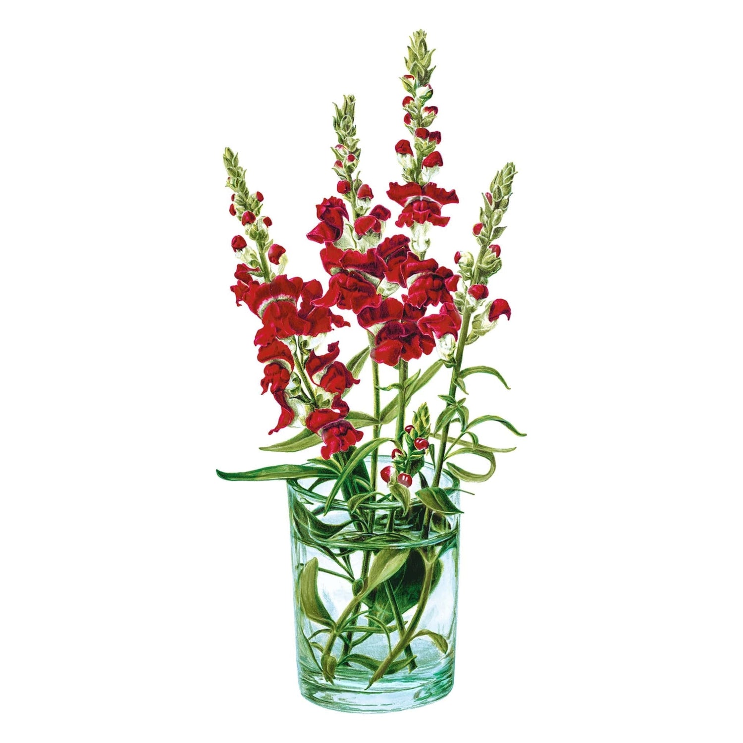 Snapdragon Night and Day Seed Packet seed packet photo
