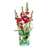 Snapdragon Night and Day Seed Packet seed packet photo