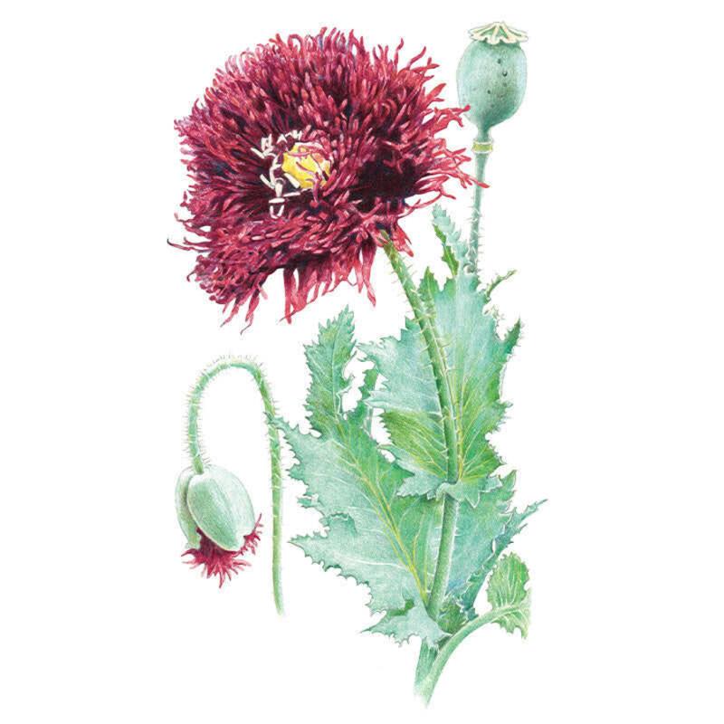 Poppy Black Swan seeds seed packet photo