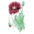 Poppy Black Swan seeds seed packet photo