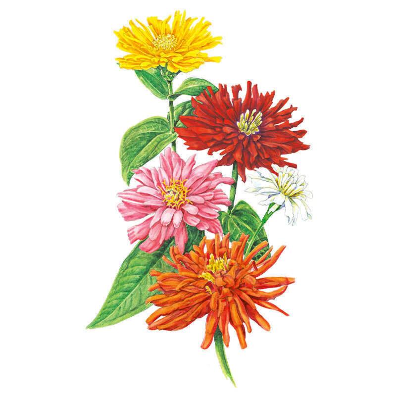 Zinnia Cactus Flowered Seed Packet seed packet photo