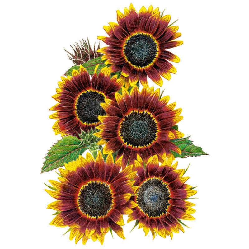 Sunflower Shock O Lat seed packet photo