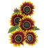 Sunflower Shock O Lat seed packet photo