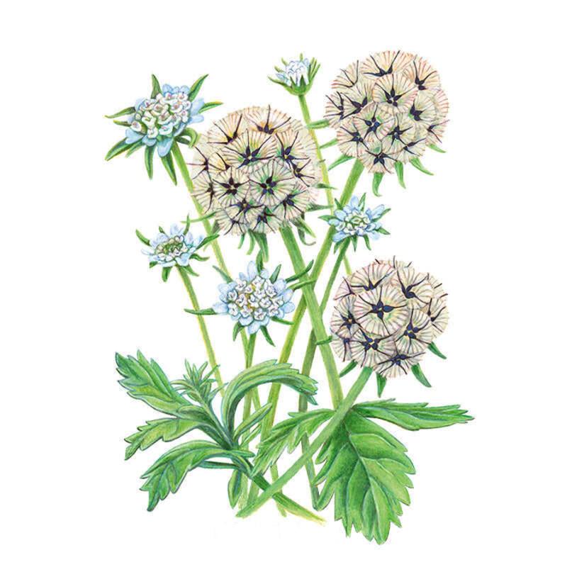 Scabiosa Starflower Seed Packet seed packet photo