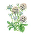 Scabiosa Starflower Seed Packet seed packet photo