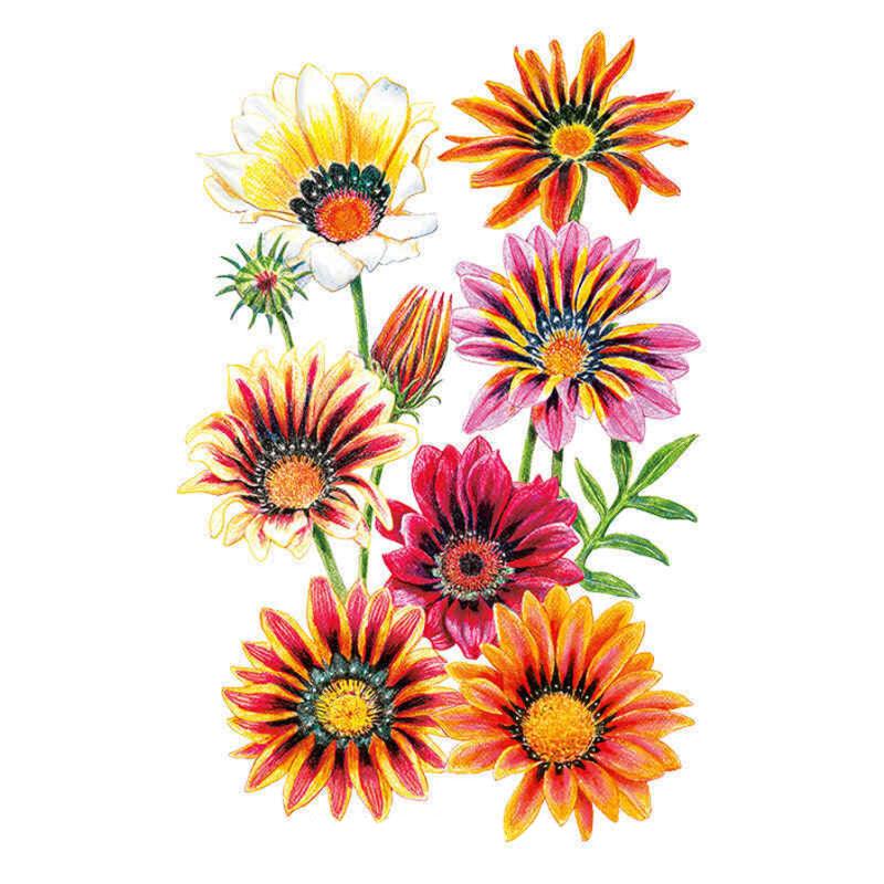 Gazania Sunshine Seed Packet seed packet photo