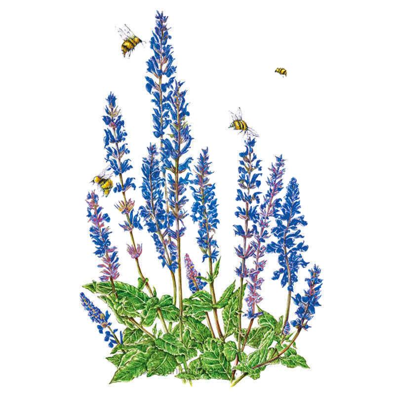 Salvia Violet Queen Seed Packet seed packet photo