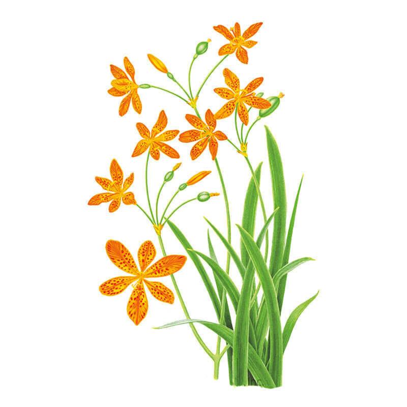 Lily Blackberry Orange Seed Packet seed packet photo