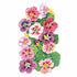 Nasturtium Purple Emperor Seed Packet seed packet photo