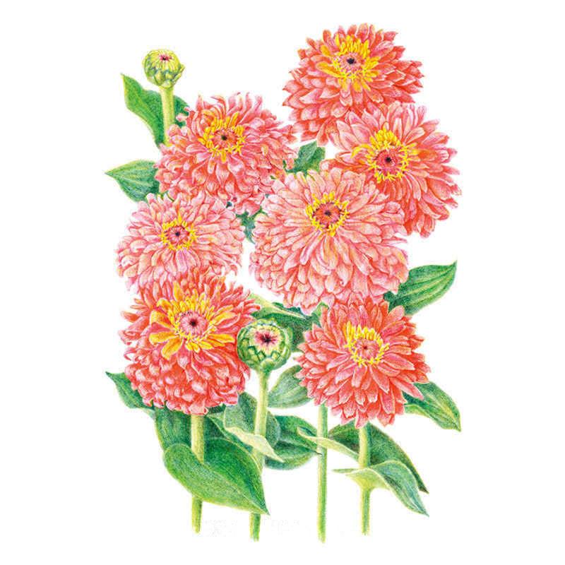 Zinnia Senora Seed Packet seed packet photo
