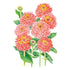 Zinnia Senora Seed Packet seed packet photo
