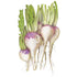 Turnip Purple Top White Globe Seed Packet seed packet photo