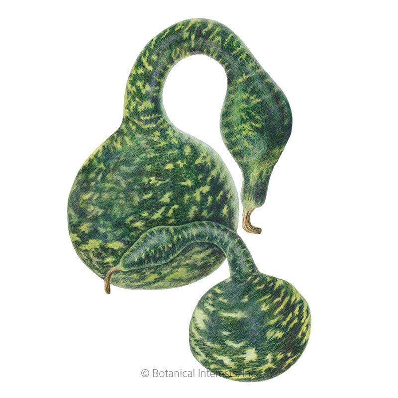 Gourd Speckled Swan Seed Packet seed packet photo