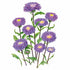 Aster Bonita Top Blue Seed Packet seed packet photo