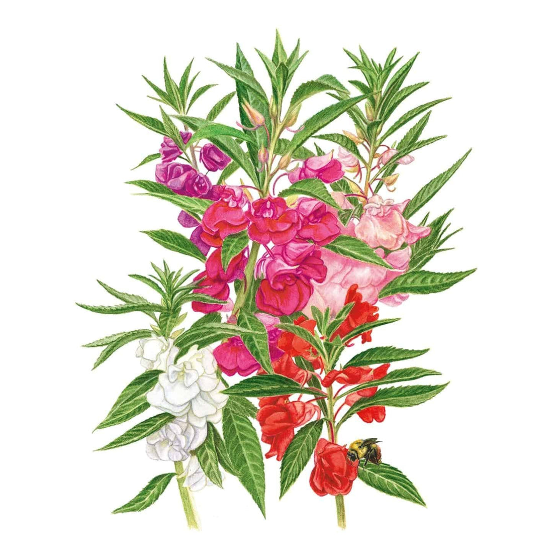 Balsam Tom Thumb Blend Seed Packet seed packet photo
