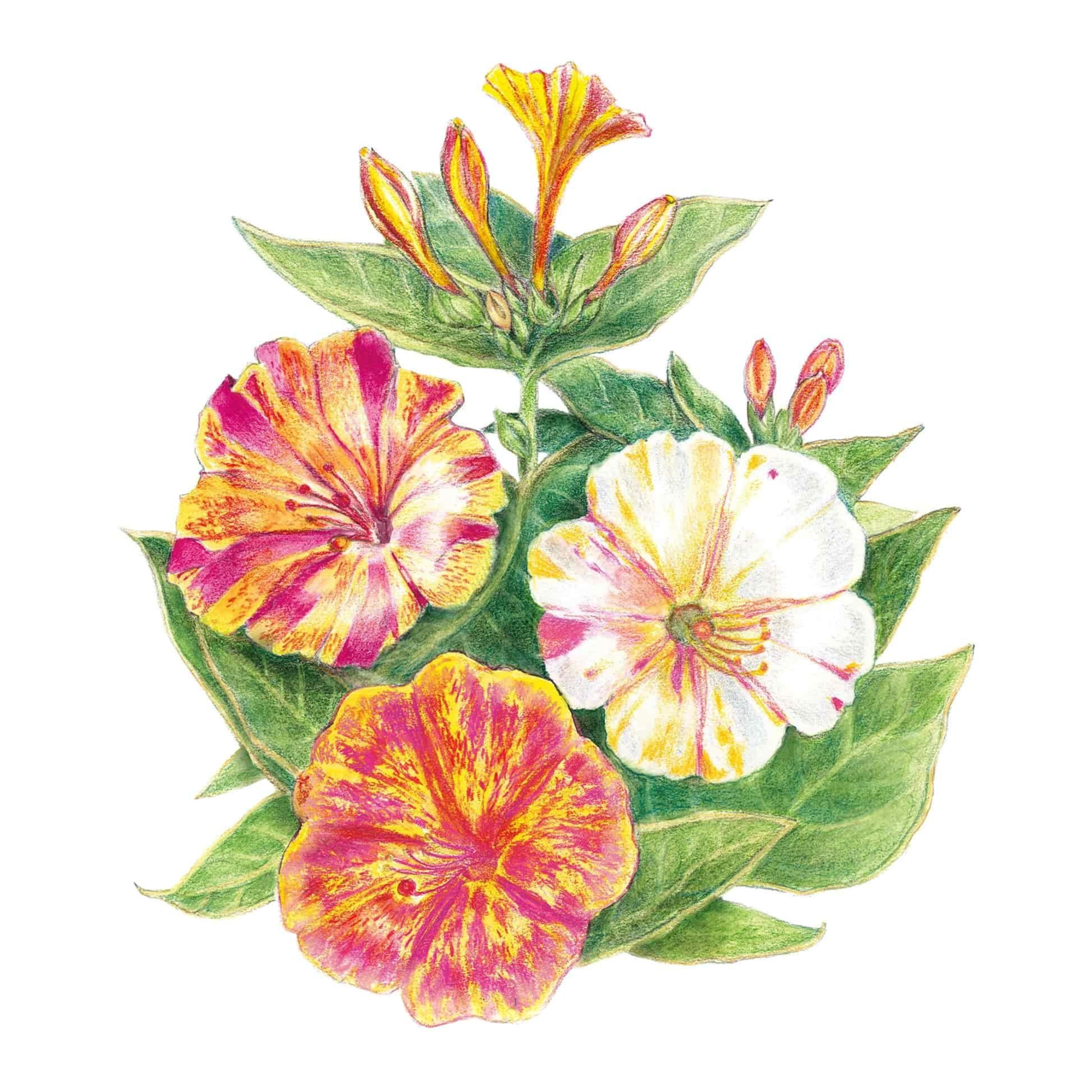 Four OClock Bright Colors Seed Packet seed packet photo