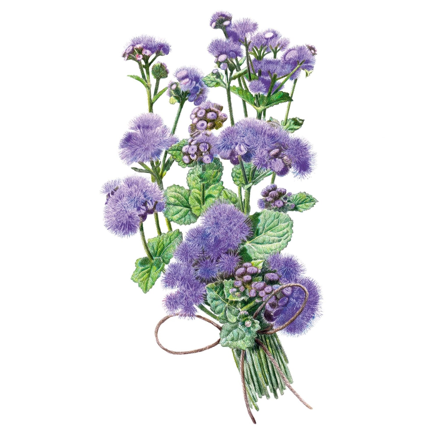 Ageratum Blue Planet Seeds seed packet photo