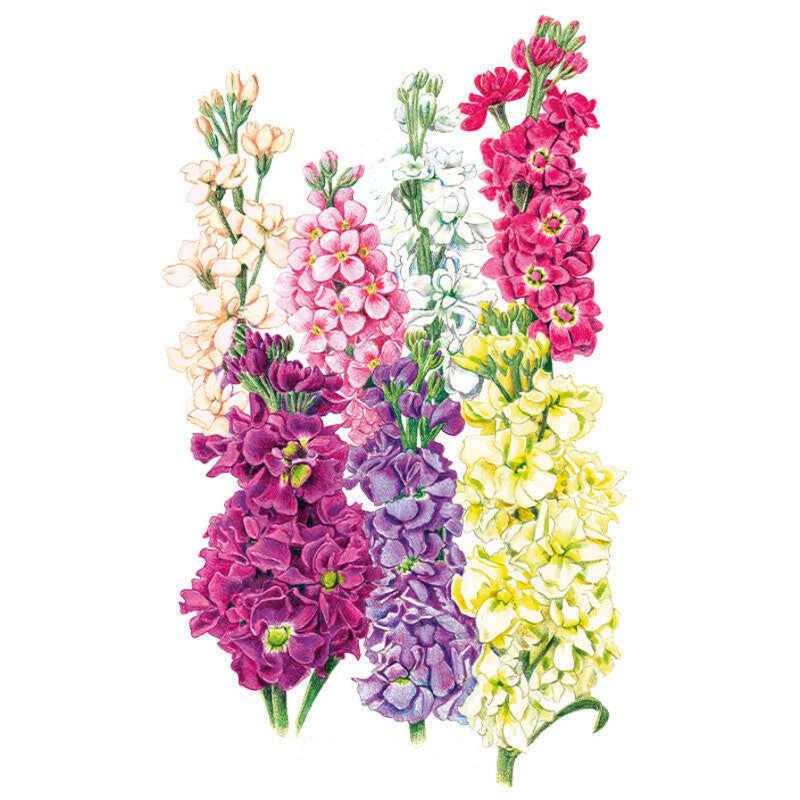 Stock Column Blend Seed Packet seed packet photo