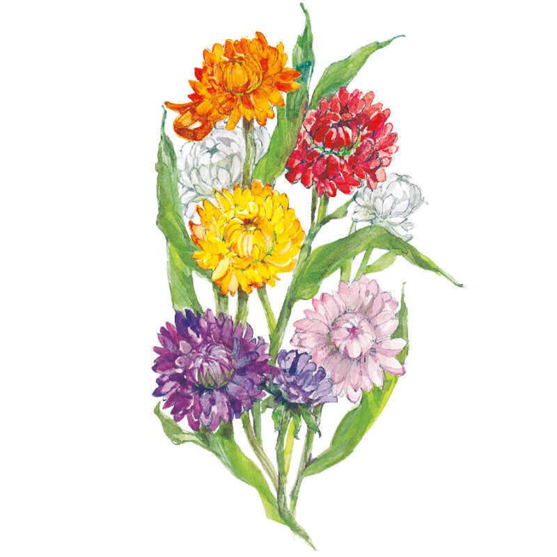 Strawflower Swiss Giants Seed Packet seed packet photo