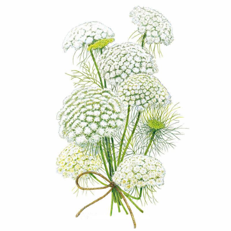 Ammi Green Mist Seed Packet seed packet photo