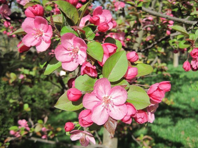 Crabapple &