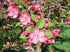 Crabapple &