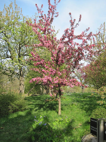 Crabapple &