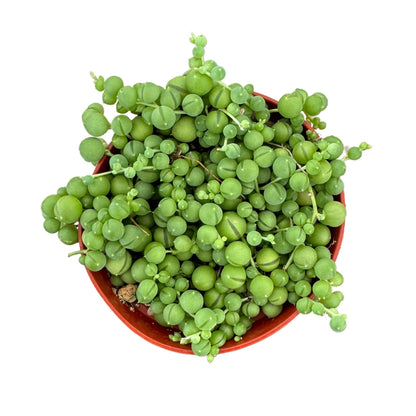 4" Succulent String of Pearls plant photo