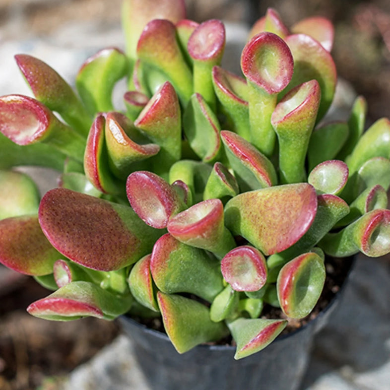 4" Jade Sunset Gollum plant photo