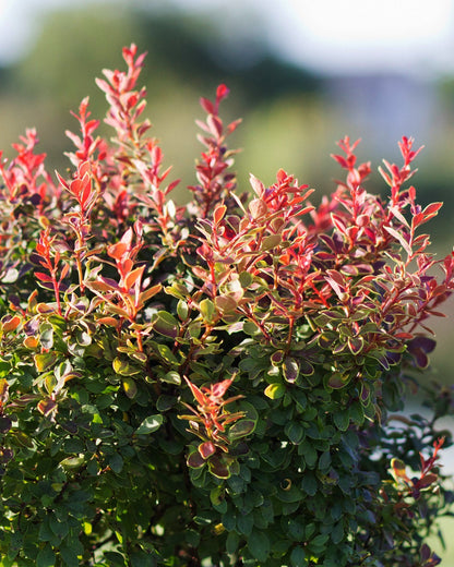 Barberry &