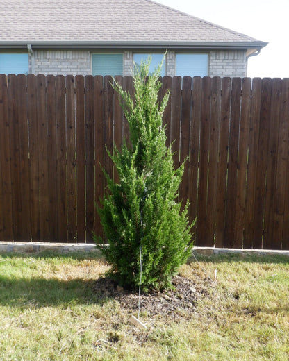 Juniper &