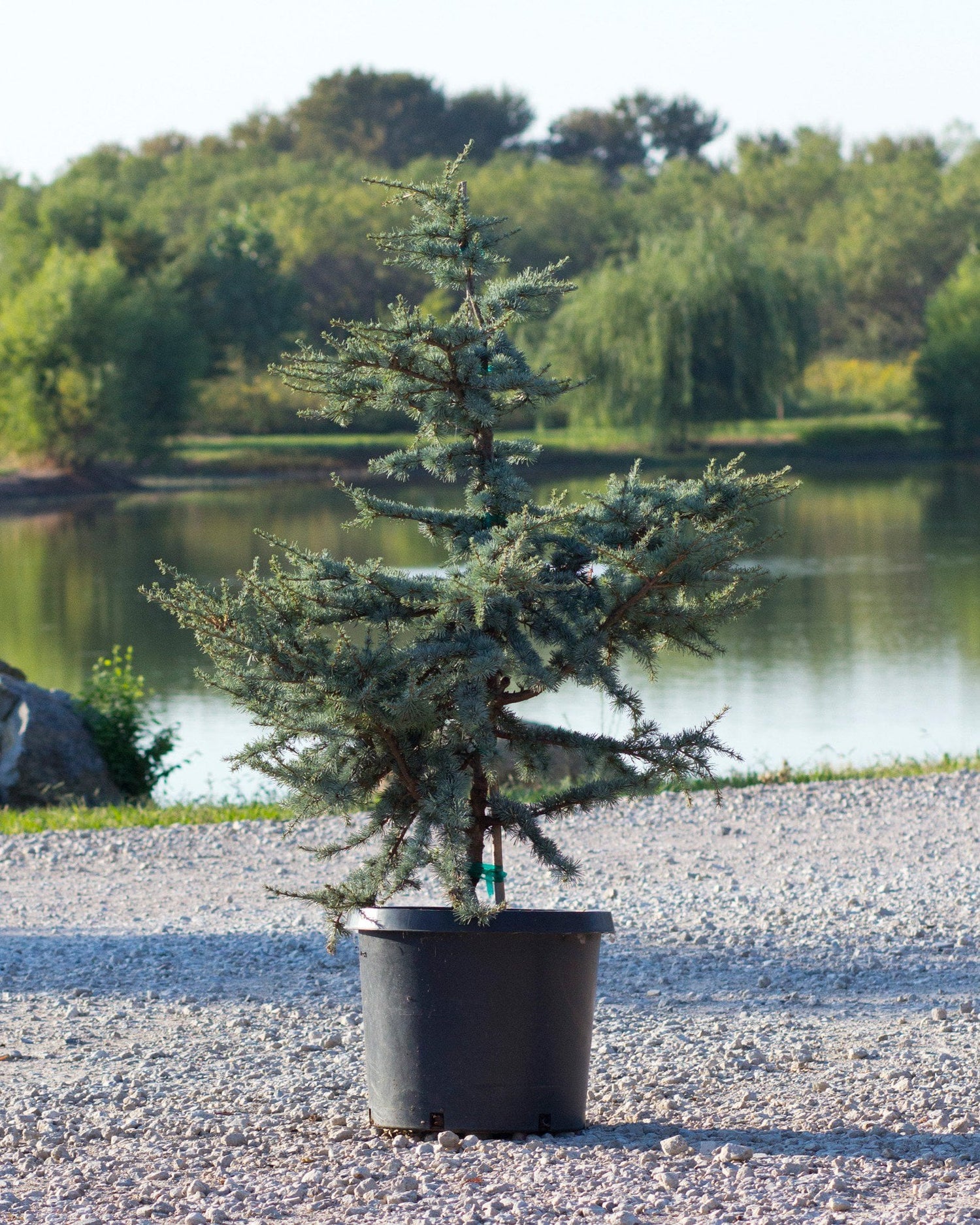 Atlas Cedar &