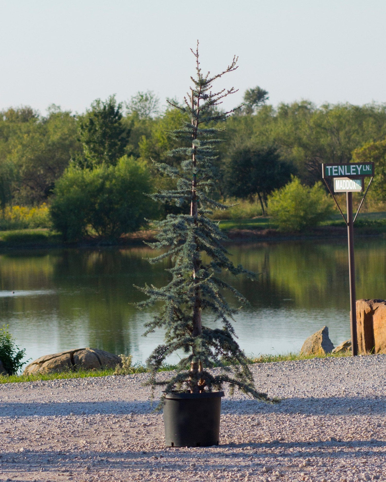 Atlas Cedar &