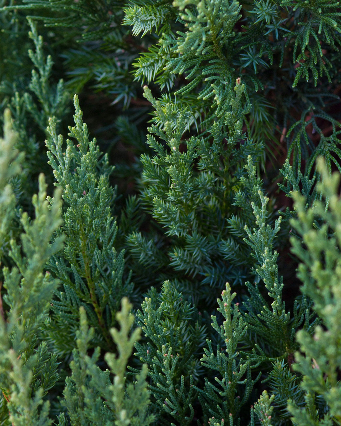Juniper &