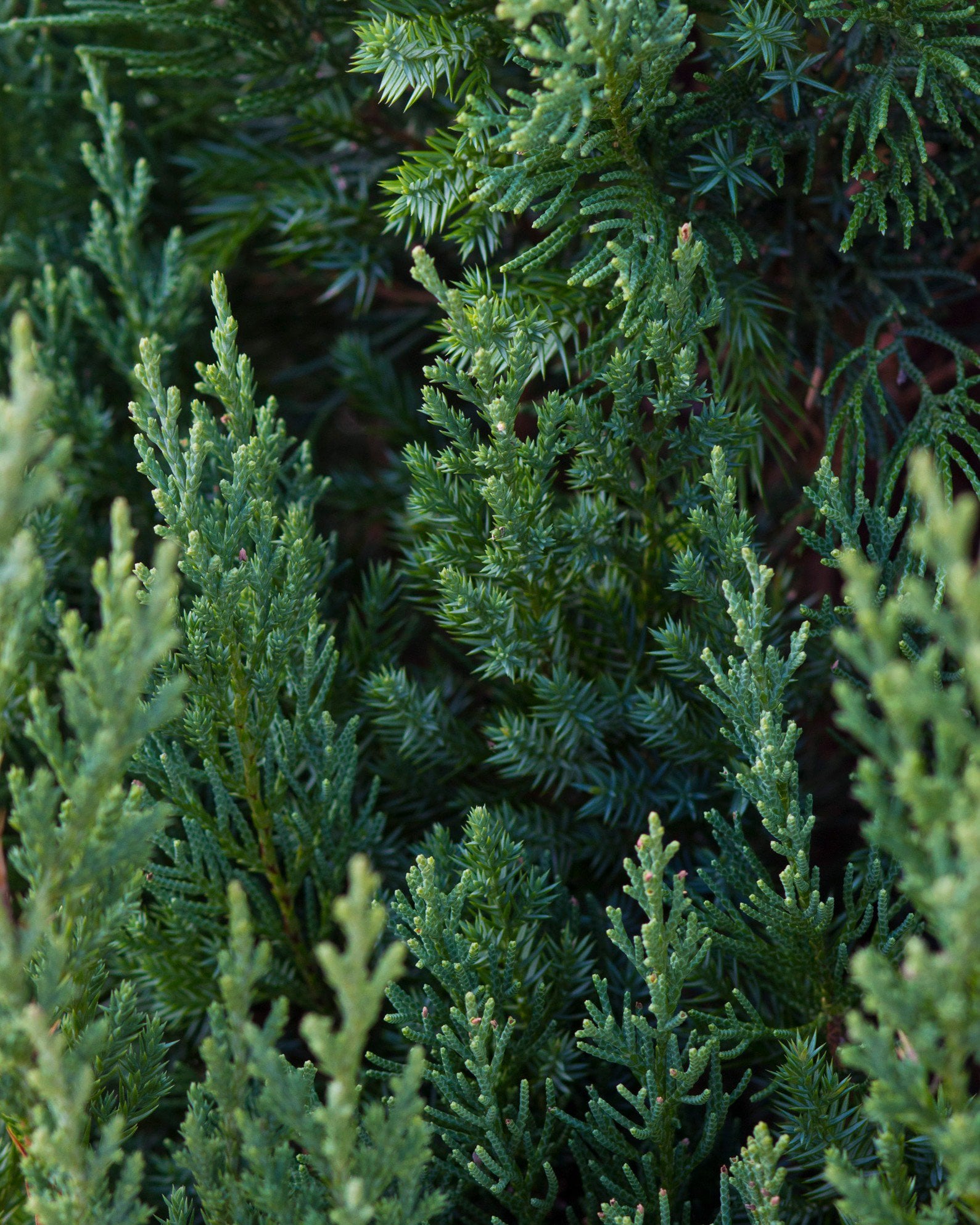 Juniper &