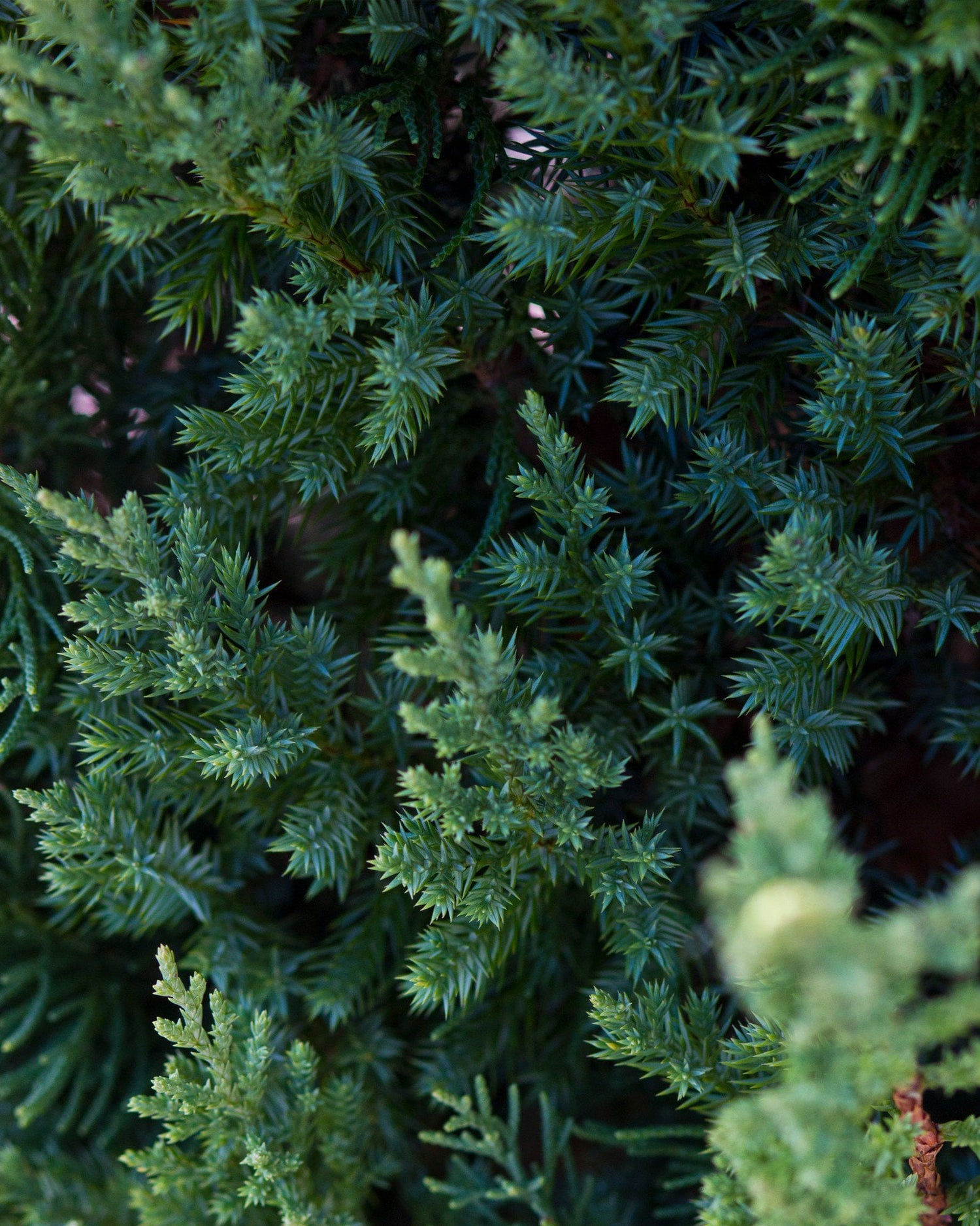Juniper &