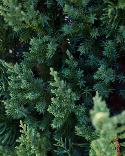 Juniper &