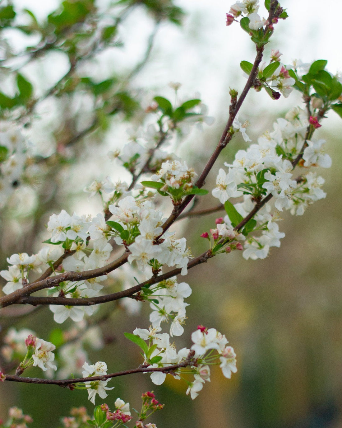 Crabapple &
