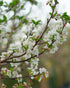 Crabapple &