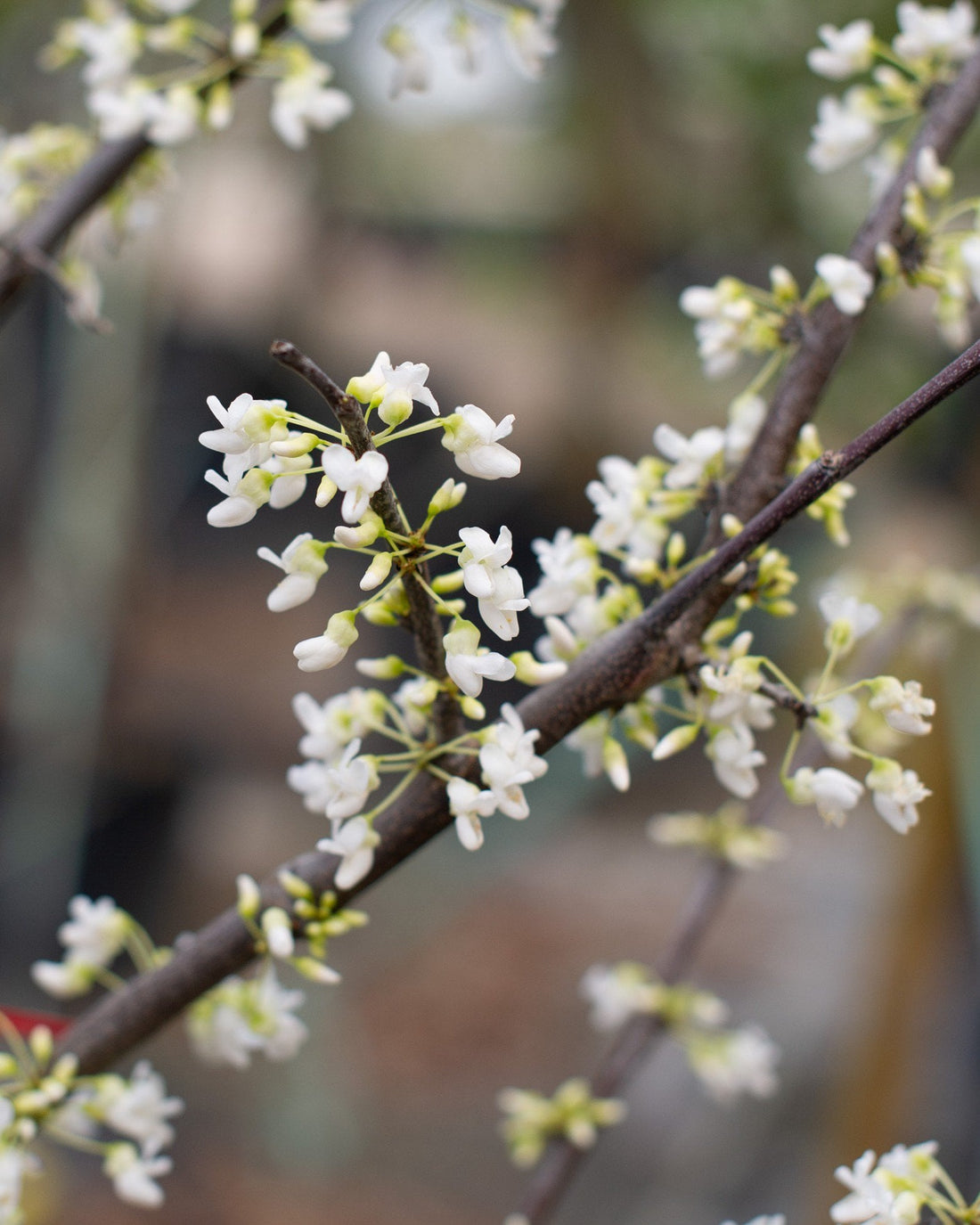 Redbud &