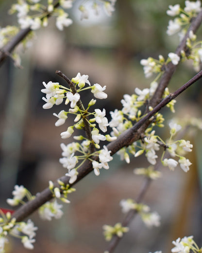 Redbud &