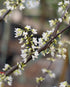 Redbud &