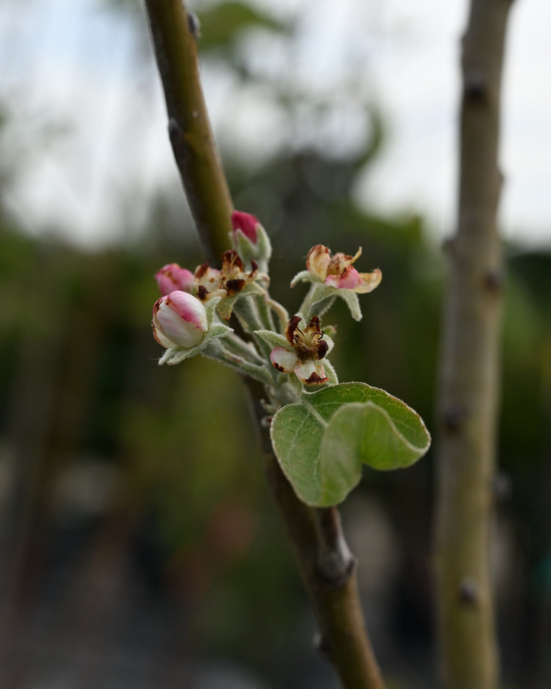 Granny Smith Apple Tree 