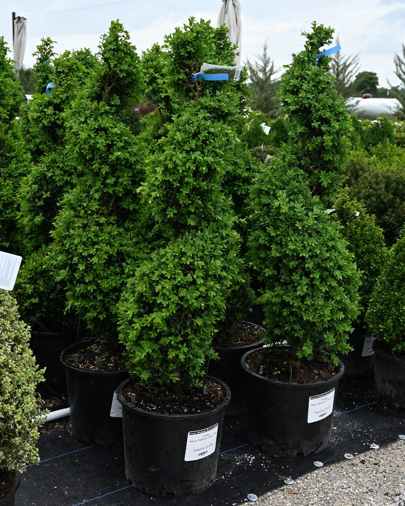 Boxwood &