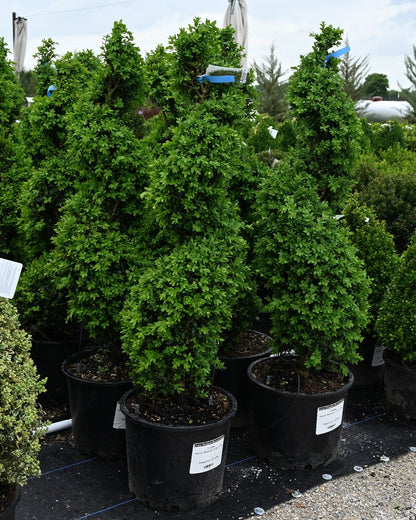 Boxwood &